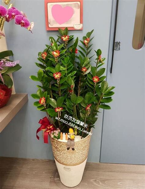發財樹 開花